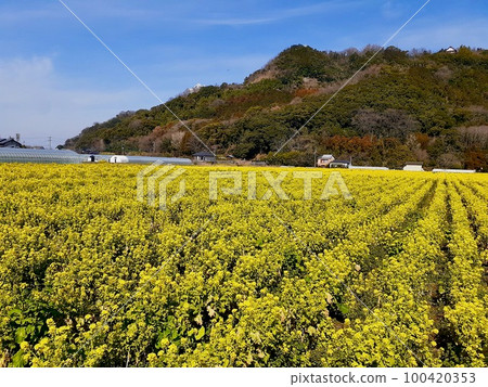 路站原鶴的油菜花田 100420353