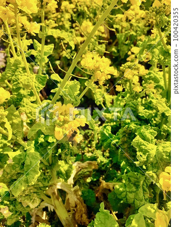 Rape blossoms and bees 100420355