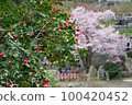 Japanese cherry blossom series Miharu image 2 100420452