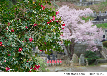 Japanese cherry blossom series Miharu image 2 Japanese cherry blossom series Miharu image 2 100420452