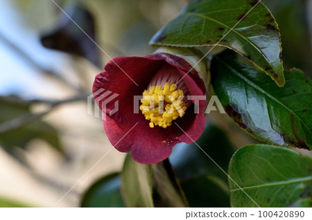 Yambutsubaki花 100420890