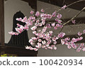 Japanese cherry blossom series Miharu image 3 100420934