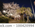 Japanese cherry blossom series Miharu image 5 100420994