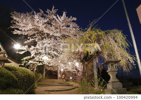Japanese cherry blossom series Miharu image 5 Japanese cherry blossom series Miharu image 5 100420994