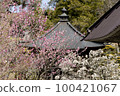 Japanese cherry blossom series Miharu Fukujuji Temple 3 100421067