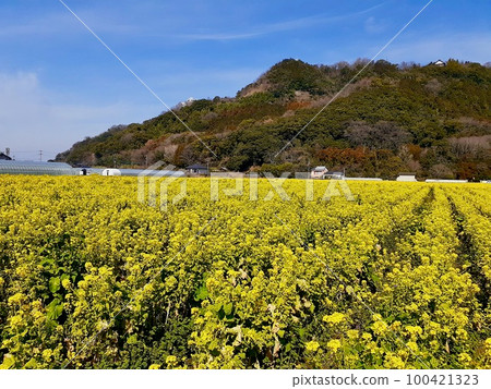 Rapeseed field at Road Station Harazuru Rapeseed field at Road Station Harazuru 100421323