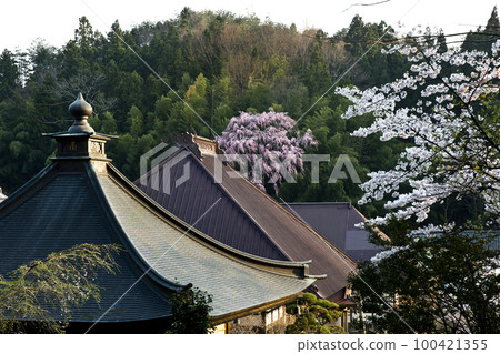 Japanese Cherry Blossom Series Miharu Fukujuji Temple 6 Japanese Cherry Blossom Series Miharu Fukujuji Temple 6 100421355