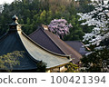 Japanese cherry blossom series Miharu Fukujuji Temple 7 100421394
