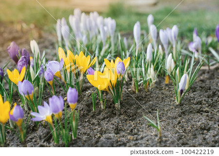 Spring crocuses bloom in the Park. Fresh beautiful purple and yellow crocuses, selective focus. 100422219
