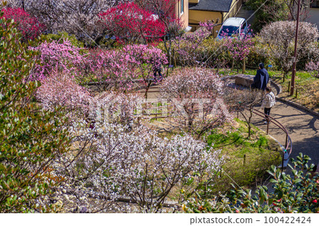 美麗的梅花森林 100422424
