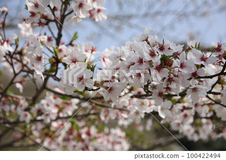Cherry Blossoms Cherry Blossoms 100422494