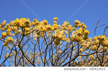 Mitsumata growing towards the blue sky 100422622