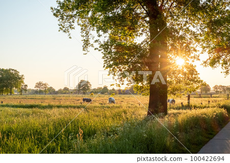 Cows on pasture in sunrise autumn light Cows on pasture in sunrise autumn light 100422694