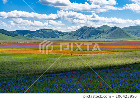 Lentil flowering with poppies and cornflowers in Castelluccio di Norcia, Italy Lentil flowering with poppies and cornflowers in Castelluccio di Norcia, Italy 100423956