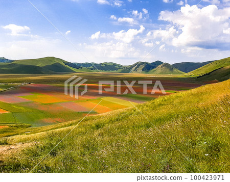 Lentil flowering with poppies and cornflowers in Castelluccio di Norcia, Italy Lentil flowering with poppies and cornflowers in Castelluccio di Norcia, Italy 100423971