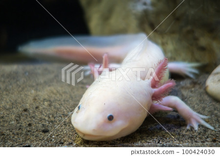 Axolotl on the sand 100424030