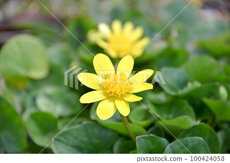 菊崎龍金花 100424058