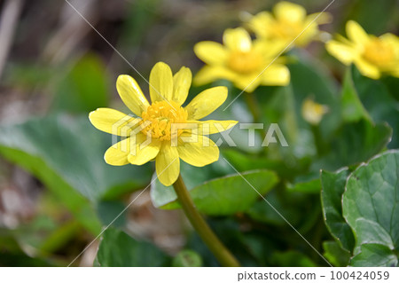菊崎龍金花 菊崎龍金花 100424059