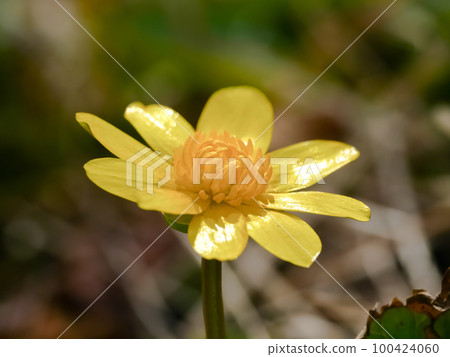 菊崎龍金花 菊崎龍金花 100424060
