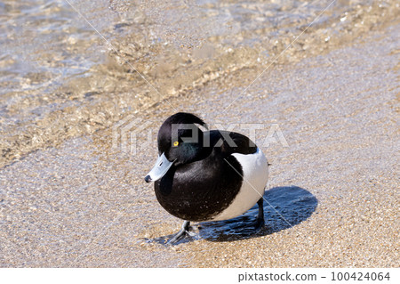 簇絨鴨特寫 簇絨鴨特寫 100424064