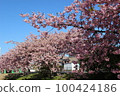Kawazu cherry blossoms are in full bloom on the bank of the riverbed 100424186