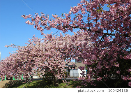 Kawazu cherry blossoms are in full bloom on the bank of the riverbed Kawazu cherry blossoms are in full bloom on the bank of the riverbed 100424186