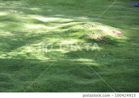 Moss-covered ground with sunlight filtering through trees 100424913