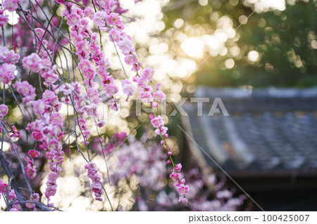 沐浴朝陽的道明寺天滿宮神社牛棚 100425007