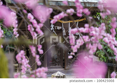 道明寺天滿宮，被盛開的垂梅包圍的牛棚 100425008