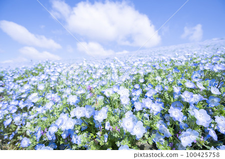 Park hill filled with small blue flowers 100425758
