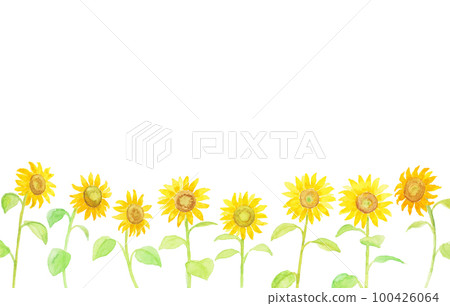 Sunflower flower background painted with watercolors 100426064