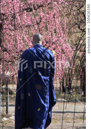 和尚漫步梅園 和尚漫步梅園 100426390