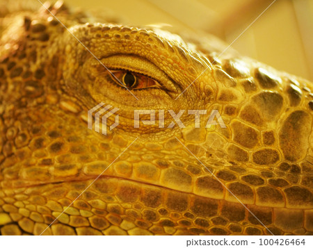 Close-up of an iguana's profile 100426464