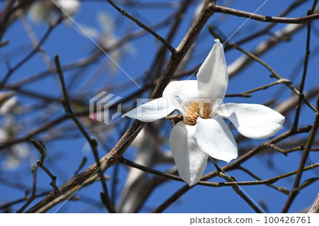 Kobushi（辣） 100426761