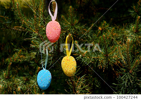 Light multi colored festive Easter eggs on fir branches in sunny spring day 100427244