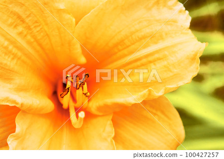 Saturated yellow warm gladiolus flower close-up in the garden 100427257