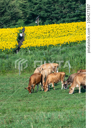 When the sunflowers bloom in the Hiruzen Plateau, Jazzy Beef When the sunflowers bloom in the Hiruzen Plateau, Jazzy Beef 100427387