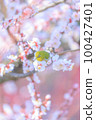 White-eye and white-eye 100427401