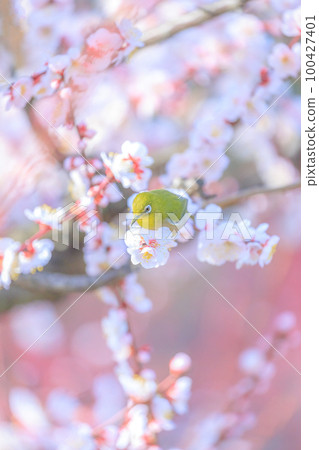 White-eye and white-eye 100427401