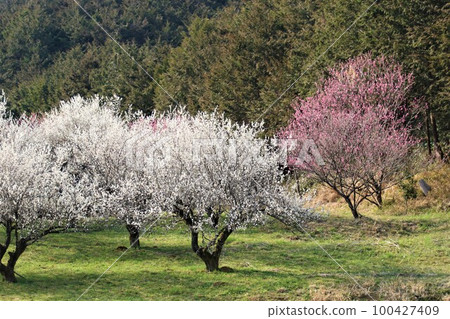 Plum blossoms in full bloom in early spring in Moroyama Town, Yuzu no Sato Plum blossoms in full bloom in early spring in Moroyama Town, Yuzu no Sato 100427409