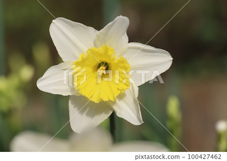 Daffodil flower with white petals and yellow secondary corolla blooming in a garden in early spring in Japan Daffodil flower with white petals and yellow secondary corolla blooming in a garden in early spring in Japan 100427462