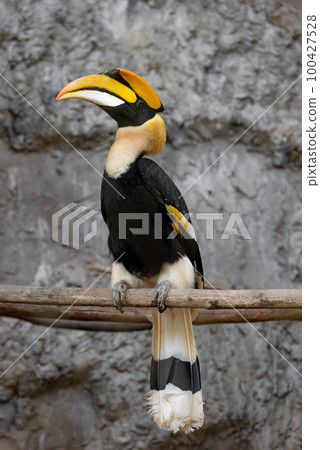 Great hornbill bird bright yellow and black casque 100427528