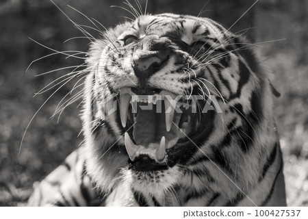 Big bengal tiger growls angry black and white 100427537