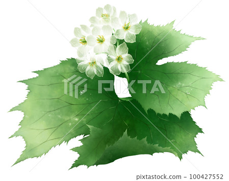 Wet Sankayou flower 100427552