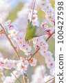White-eye and white-eye 100427598