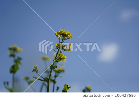 Oilseed rape 100427686
