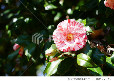 茶花 茶花 100427939