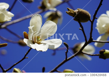 Kobushi花 Kobushi花 100428488