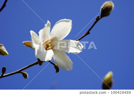 Kobushi flower 100428489