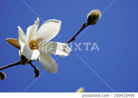 Kobushi flower Kobushi flower 100428490